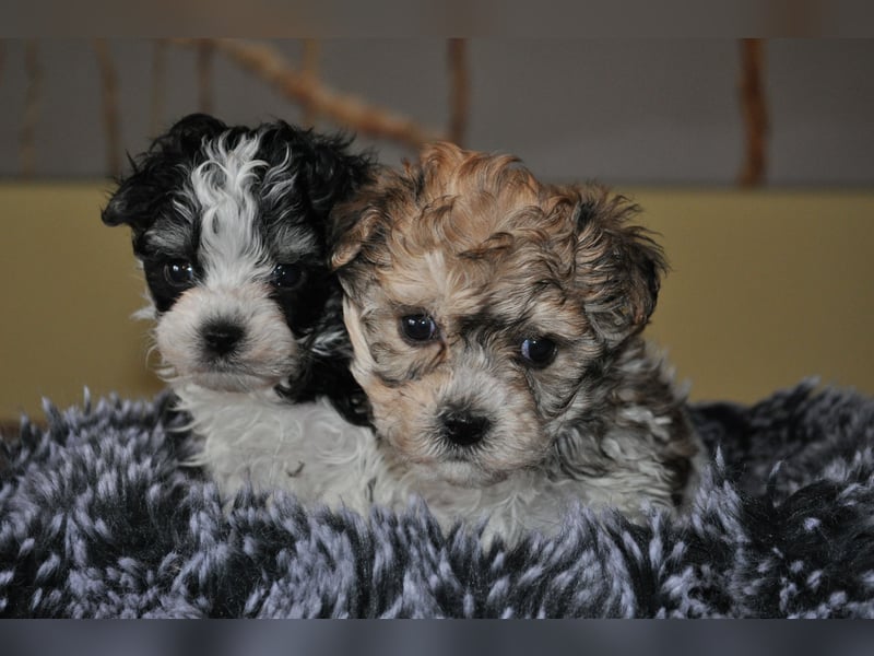 Wunderschöne Yorkipoo Welpen in Sonderlackierung