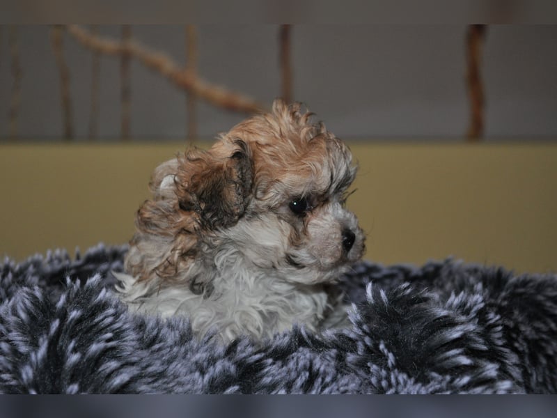Wunderschöne Yorkipoo Welpen in Sonderlackierung