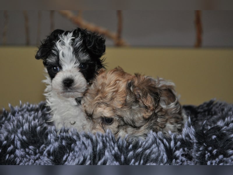 Wunderschöne Yorkipoo Welpen in Sonderlackierung
