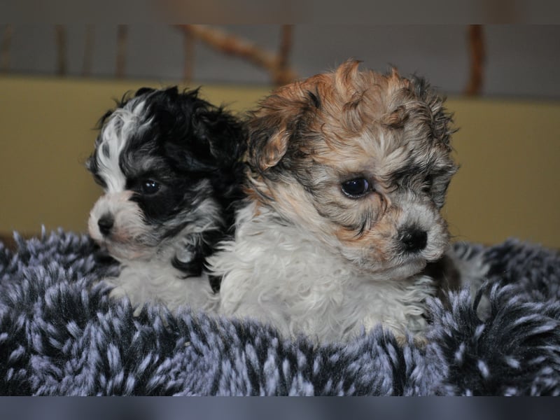 Wunderschöne Yorkipoo Welpen in Sonderlackierung