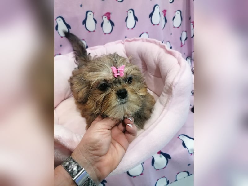 Shorkie Welpen - Yorkshire und Shih Tzu