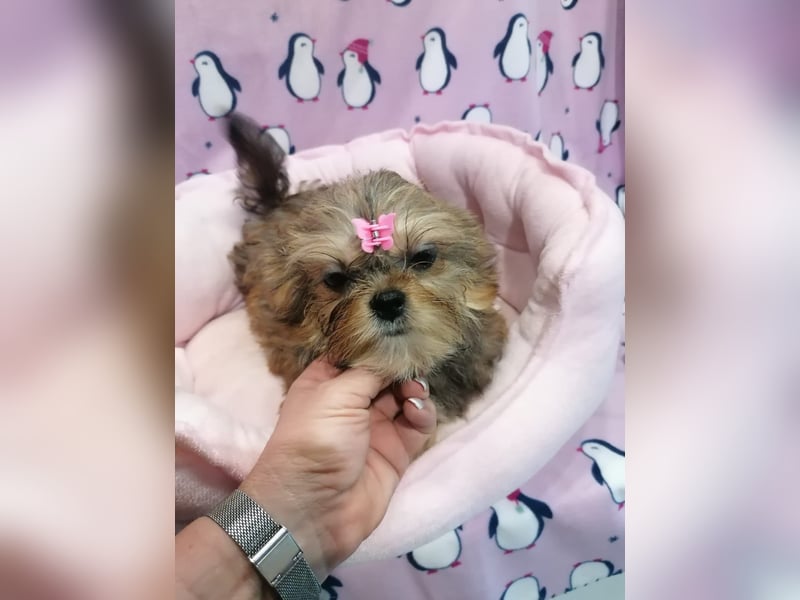 Shorkie Welpen - Yorkshire und Shih Tzu