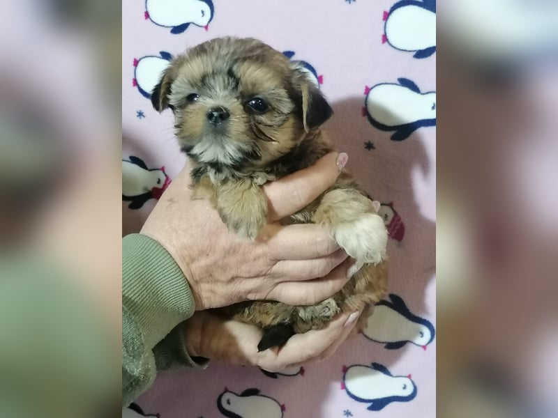 Shorkie Welpen - Yorkshire und Shih Tzu