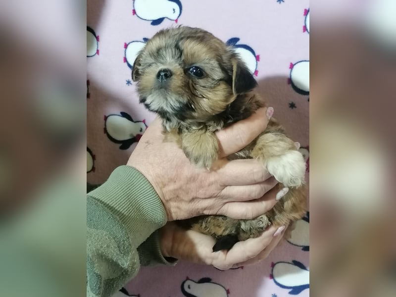 Shorkie Welpen - Yorkshire und Shih Tzu