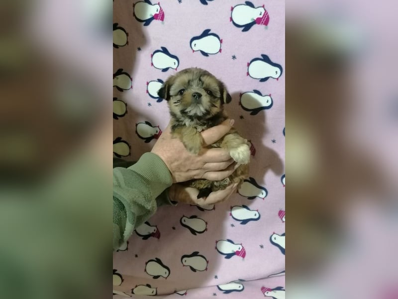 Shorkie Welpen - Yorkshire und Shih Tzu