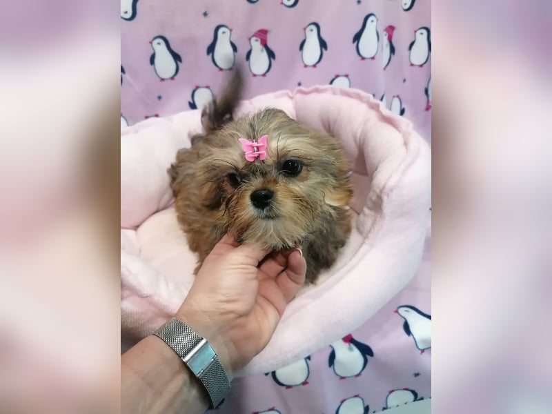 Shorkie Welpen - Yorkshire und Shih Tzu