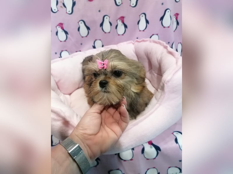 Shorkie Welpen - Yorkshire und Shih Tzu