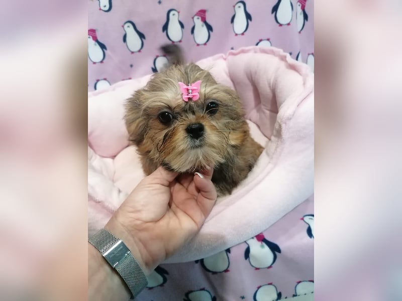Shorkie Welpen - Yorkshire und Shih Tzu