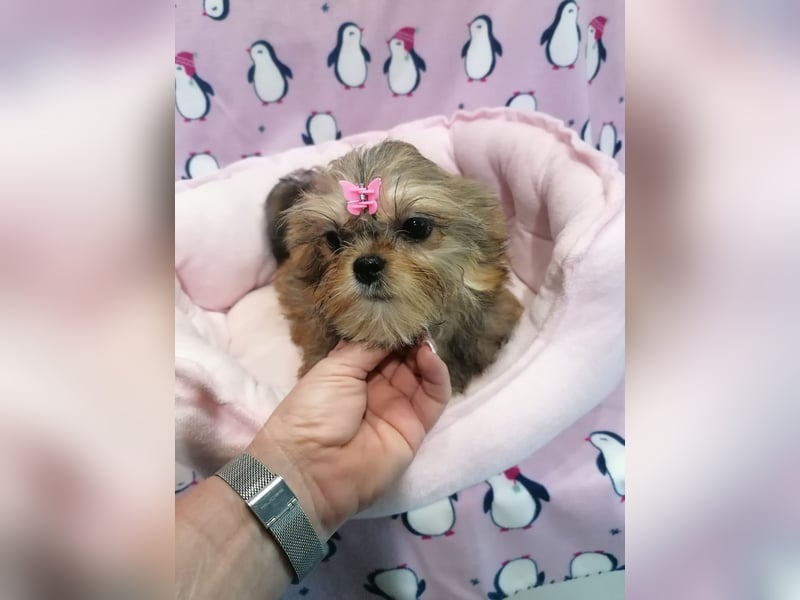 Shorkie Welpen - Yorkshire und Shih Tzu