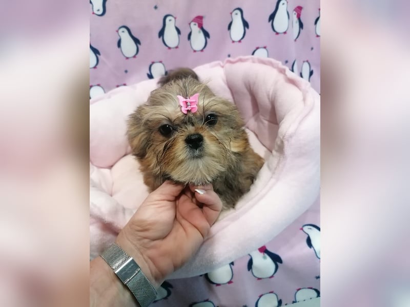 Shorkie Welpen - Yorkshire und Shih Tzu