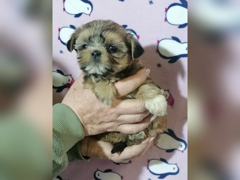 Shorkie Welpen - Yorkshire und Shih Tzu