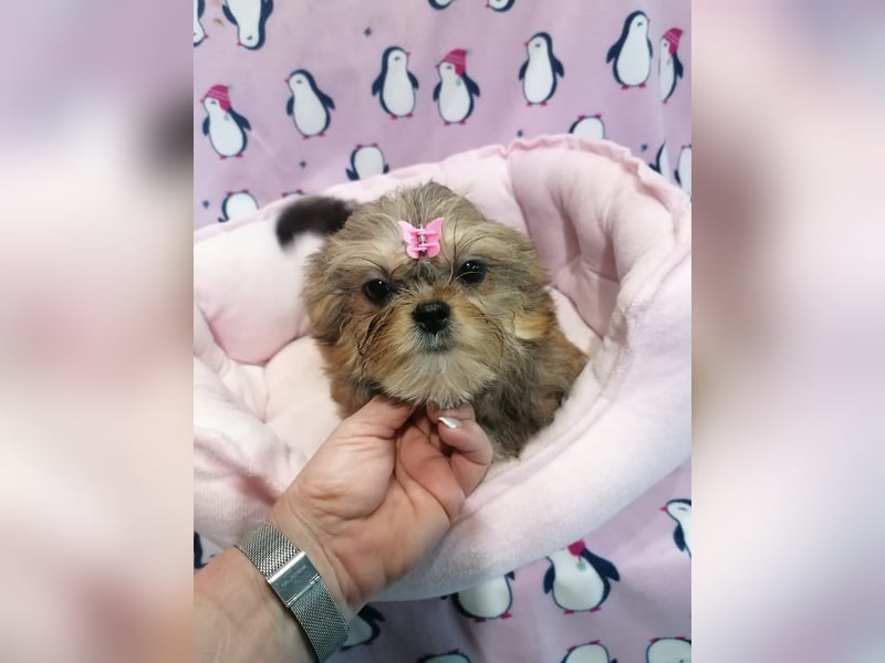 Shorkie Welpen - Yorkshire und Shih Tzu