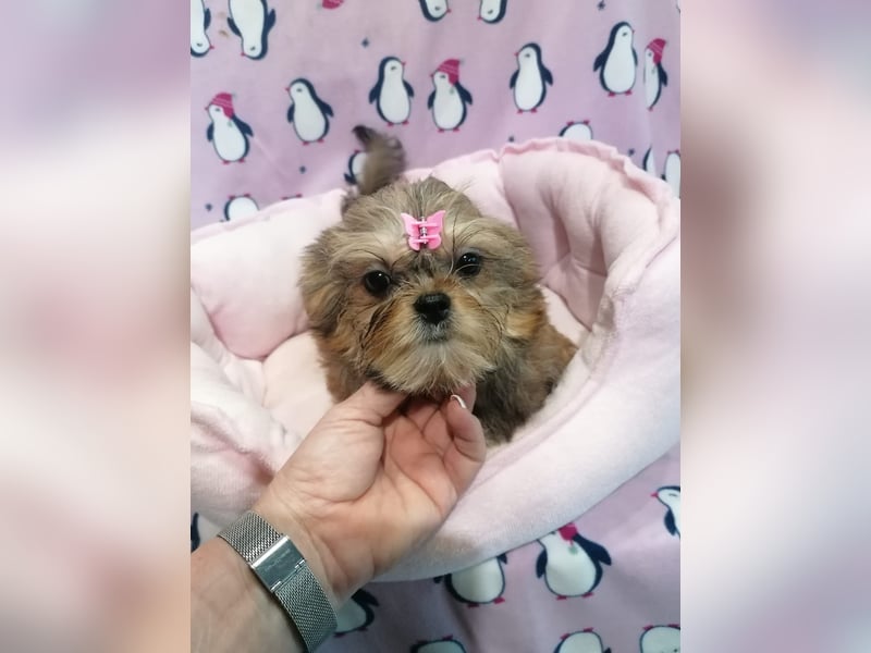 Shorkie Welpen - Yorkshire und Shih Tzu