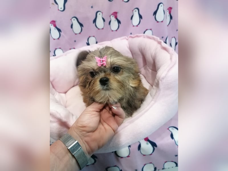 Shorkie Welpen - Yorkshire und Shih Tzu