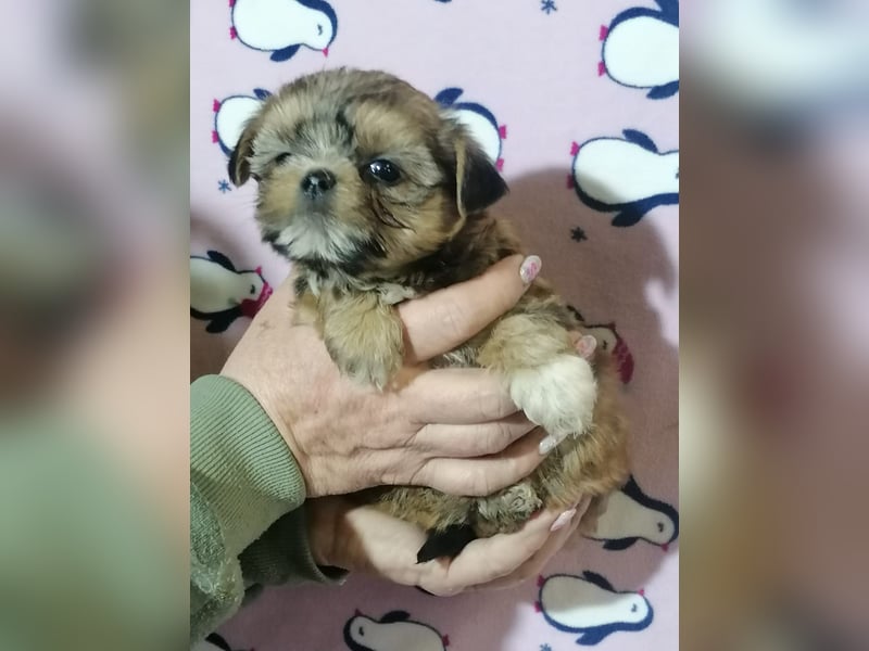 Shorkie Welpen - Yorkshire und Shih Tzu