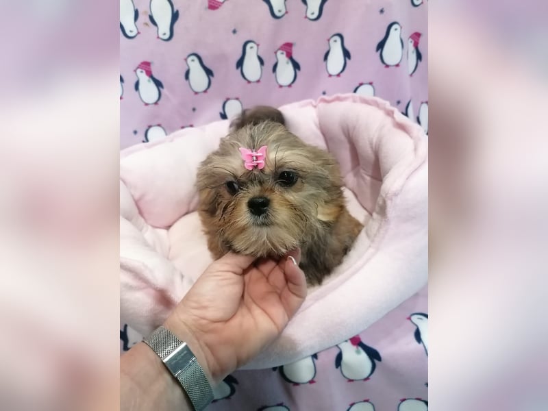 Shorkie Welpen - Yorkshire und Shih Tzu