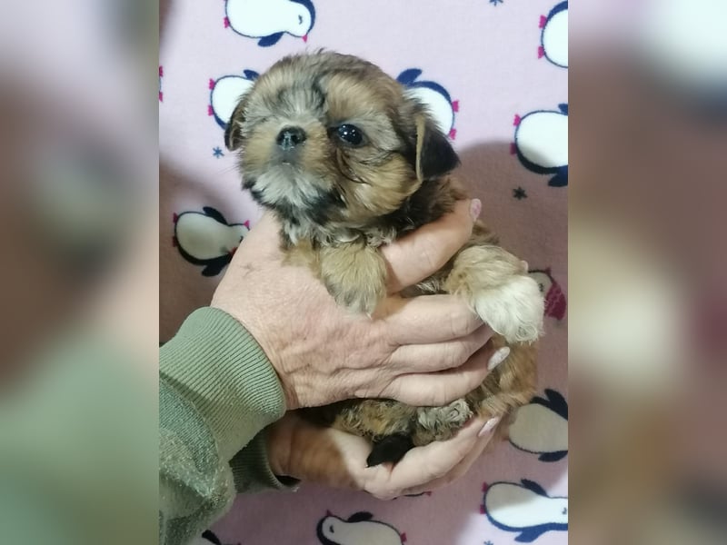 Shorkie Welpen - Yorkshire und Shih Tzu