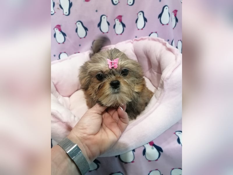 Shorkie Welpen - Yorkshire und Shih Tzu