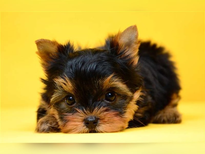 Bildschöne kleine feine Yorkshire-Terrier Babys 12 Wochen