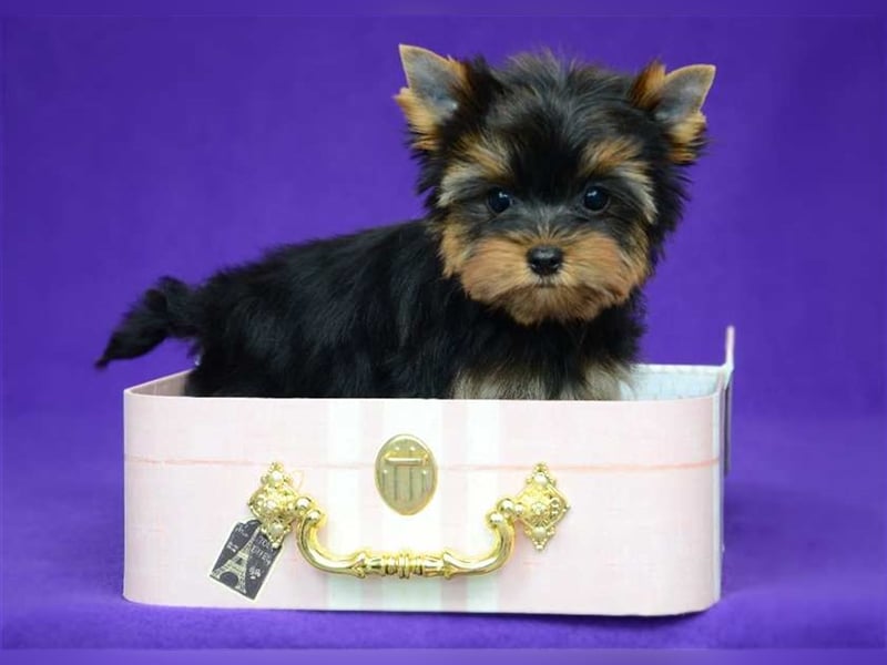 Bildschöne kleine feine Yorkshire-Terrier Babys 12 Wochen