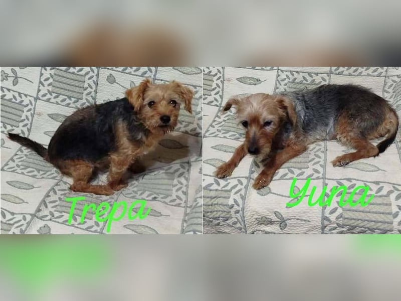 ❤️ TREPA ❤️