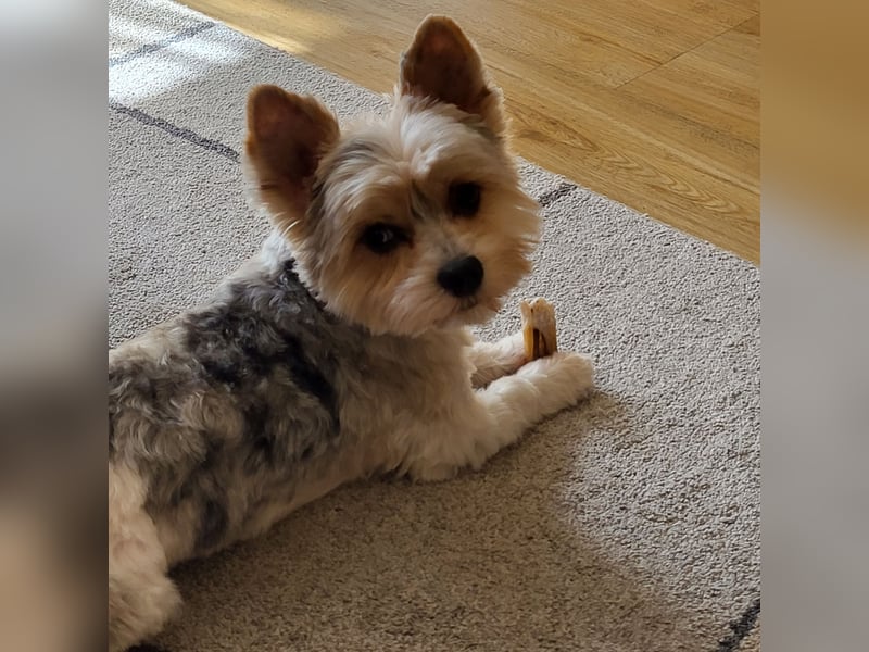 2 Yorshire Terrier suchen ein liebevolles Zuhause .