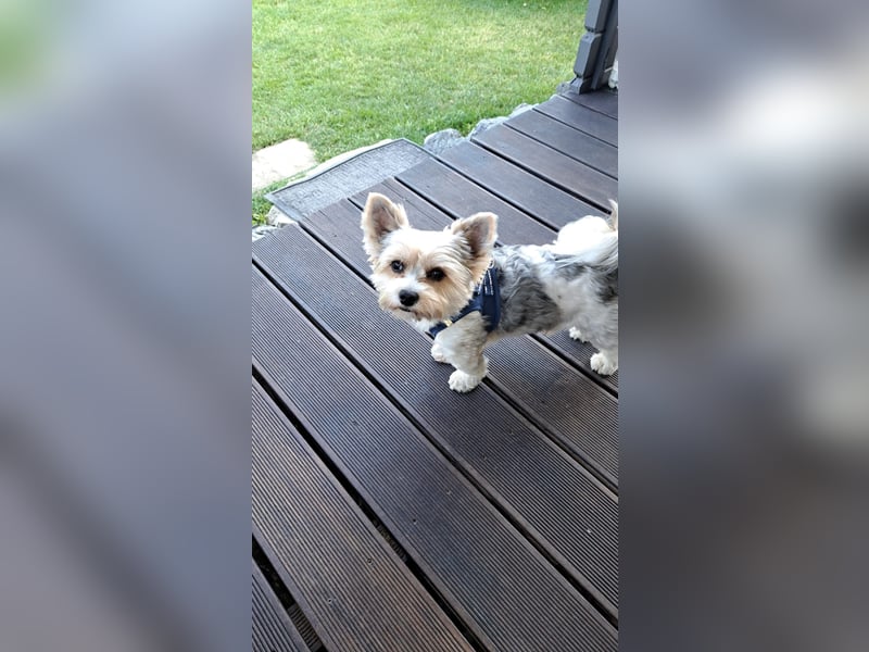 Zwei Yorkshire Terrier schweren Herzens abzugeben