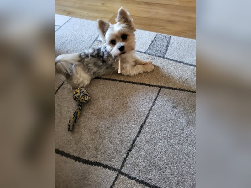 2 Yorshire Terrier suchen ein liebevolles Zuhause .