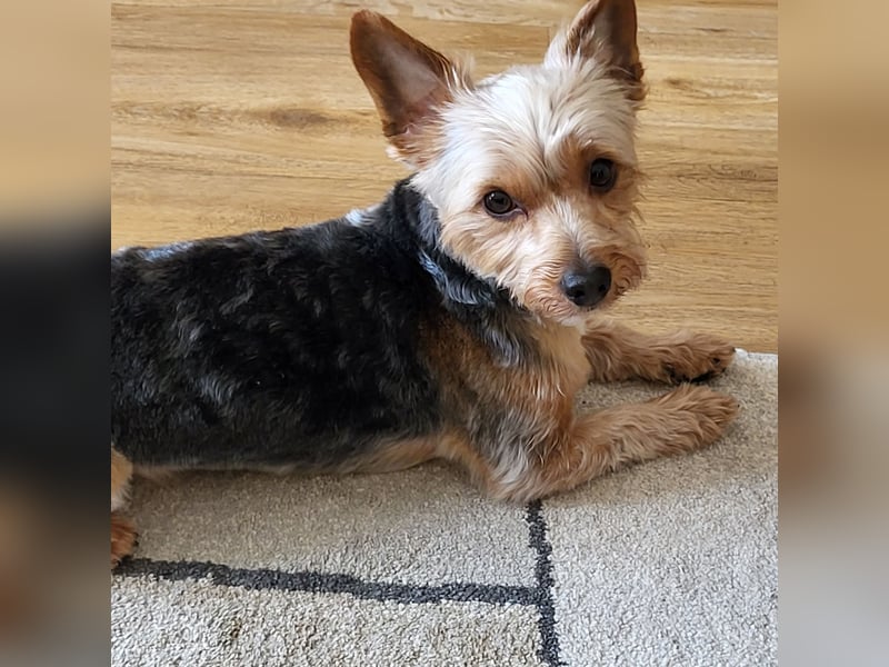 Zwei Yorkshire Terrier schweren Herzens abzugeben