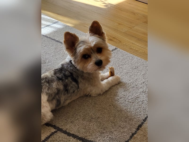 Zwei Yorkshire Terrier schweren Herzens abzugeben