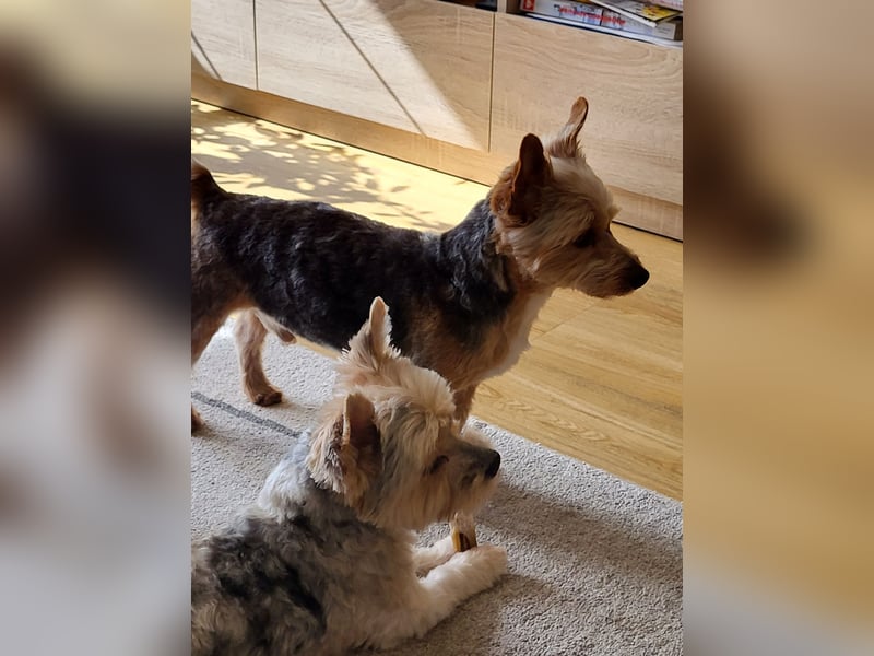 Zwei Yorkshire Terrier schweren Herzens abzugeben