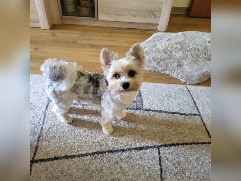 2 Yorshire Terrier suchen ein liebevolles Zuhause .