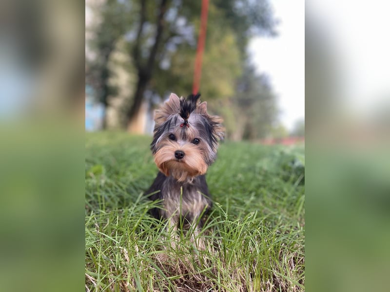 Superschöne Yorkshire Terrier Welpen, Rüden ,abzugeben