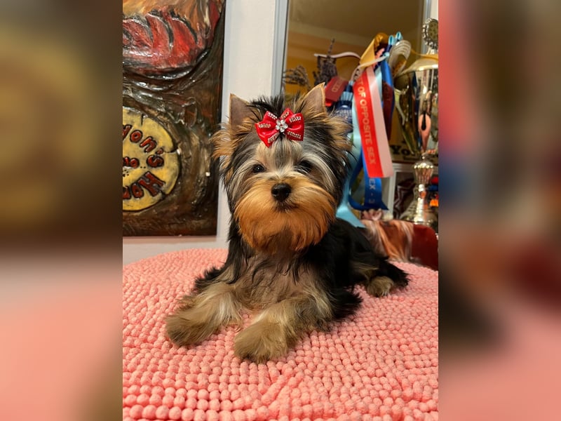Superschöne Yorkshire Terrier Welpen, Rüden ,abzugeben