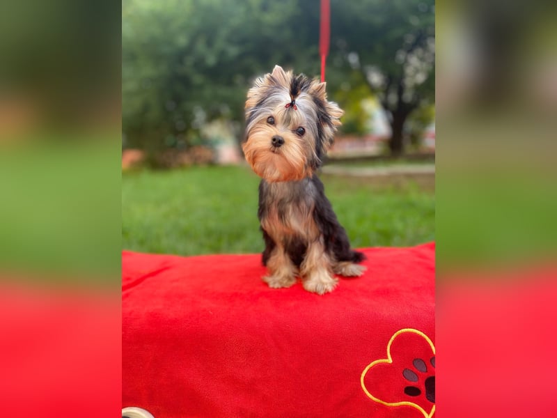 Superschöne Yorkshire Terrier Welpen, Rüden ,abzugeben