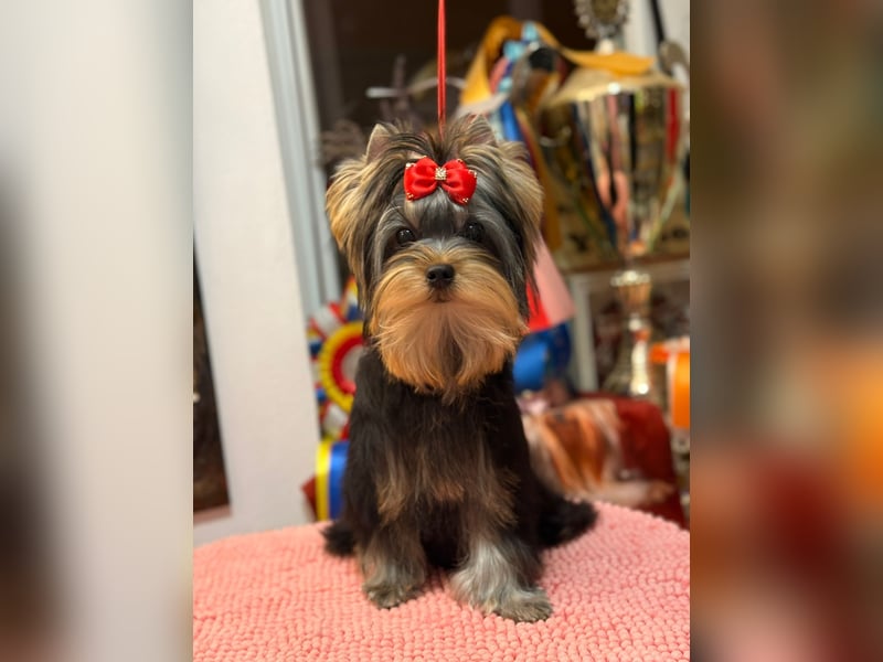 Superschöne Yorkshire Terrier Welpen, Rüden ,abzugeben