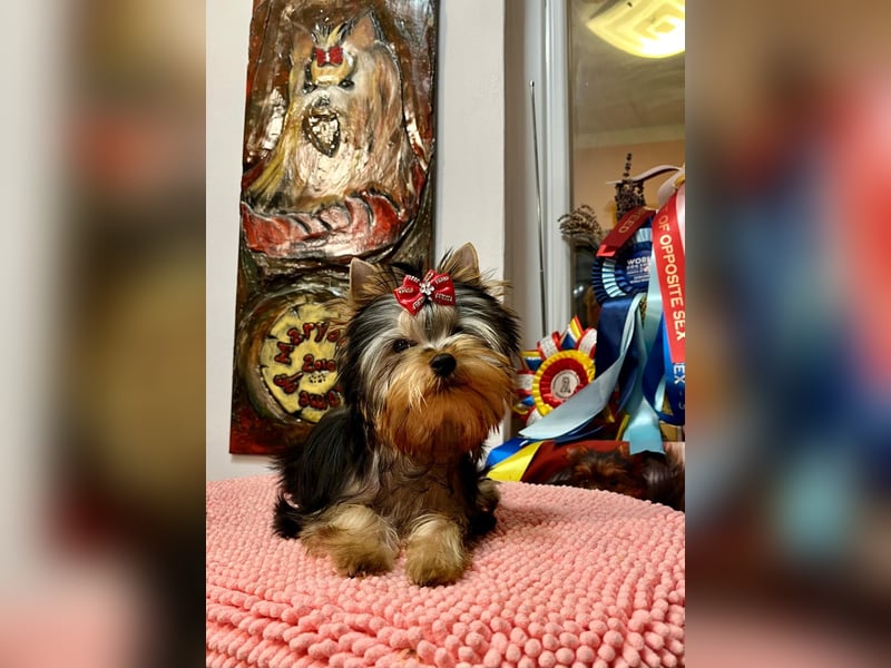Superschöne Yorkshire Terrier Welpen, Rüden ,abzugeben