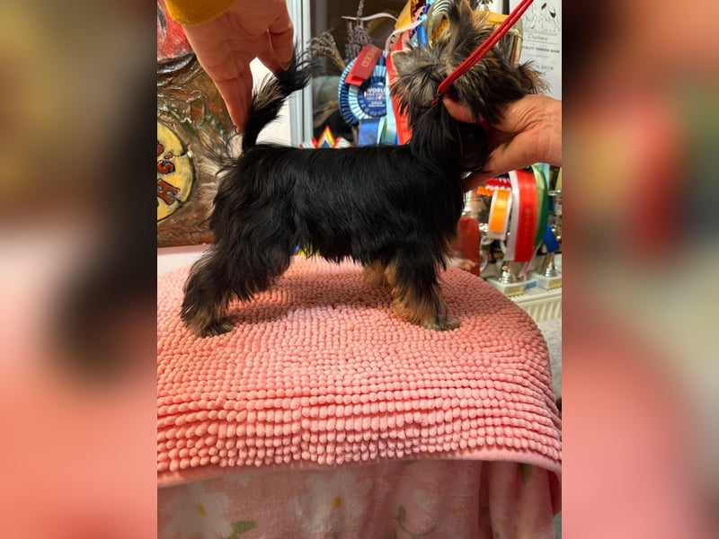Superschöne Yorkshire Terrier Welpen, Rüden ,abzugeben
