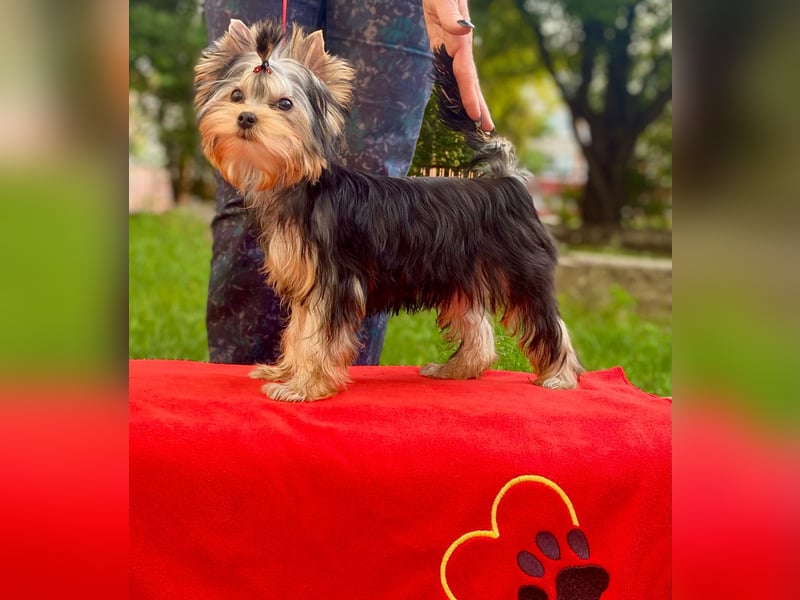 Superschöne Yorkshire Terrier Welpen, Rüden ,abzugeben