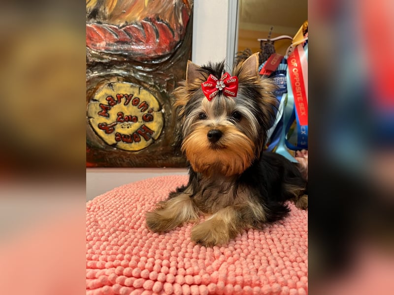 Superschöne Yorkshire Terrier Welpen, Rüden ,abzugeben