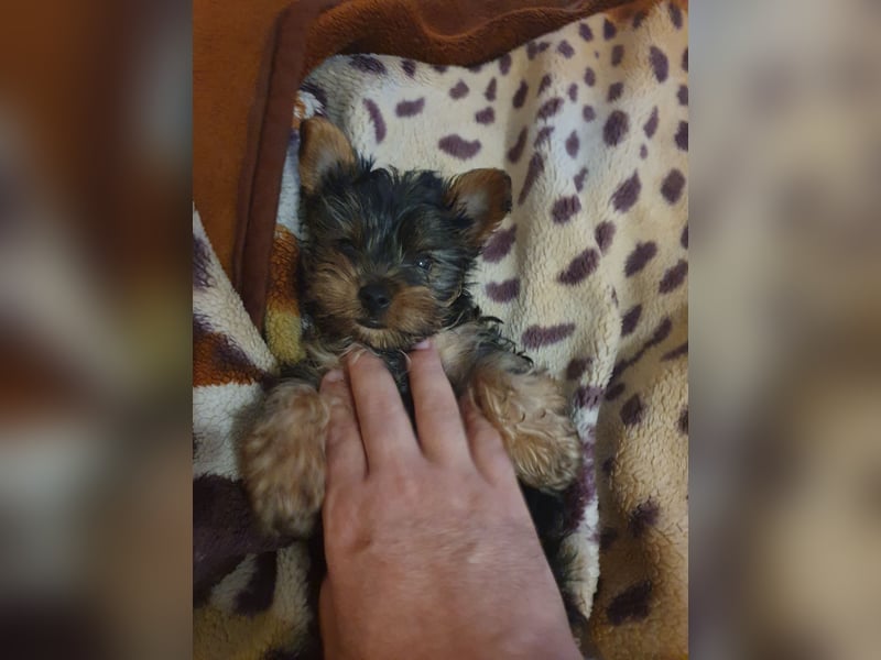 Mini Yorkshire Terrier