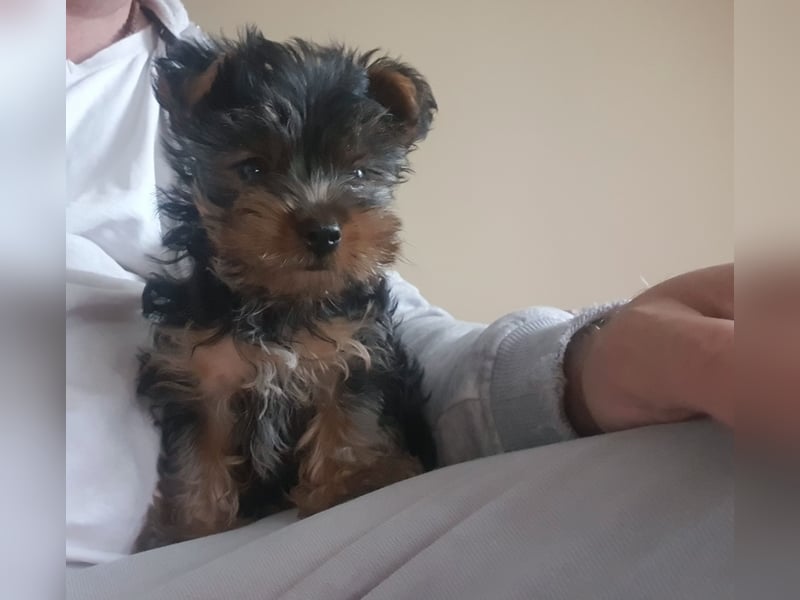 Mini Yorkshire Terrier