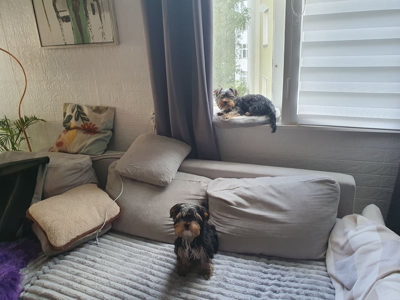 Mini Yorkshire Terrier