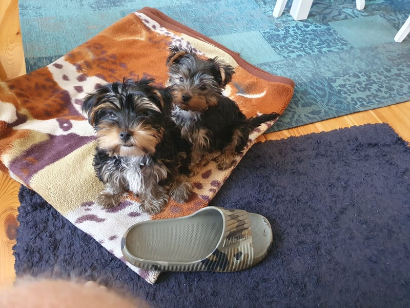 Mini Yorkshire Terrier