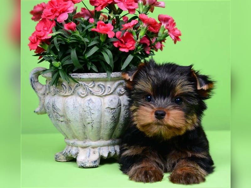 Bildschöne kleine feine Yorkshire-Terrier Babys 12Wochen