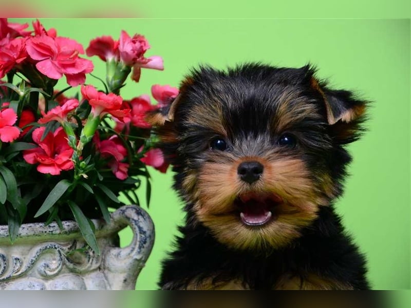 Bildschöne kleine feine Yorkshire-Terrier Babys 12Wochen