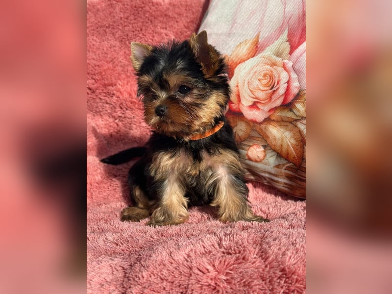 Reinrassige Yorkshire Terrier Hündin