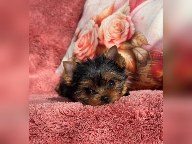 Reinrassige Yorkshire Terrier Hündin