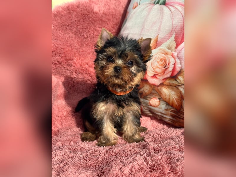 Reinrassige Yorkshire Terrier Hündin