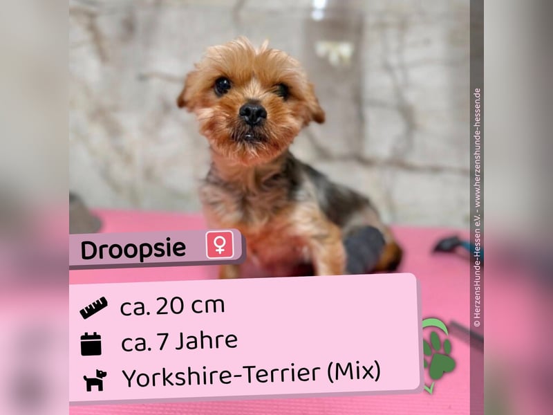 Droopsie